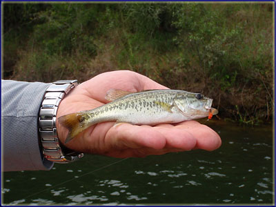 Small Largemouth Bass