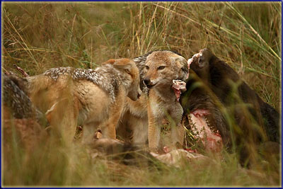 Black Backed Jackal On A Kill