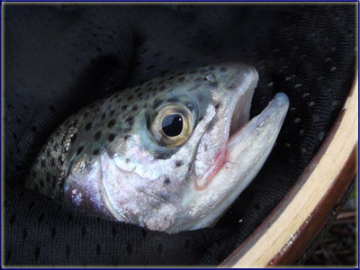 Netted Rainbow Trout