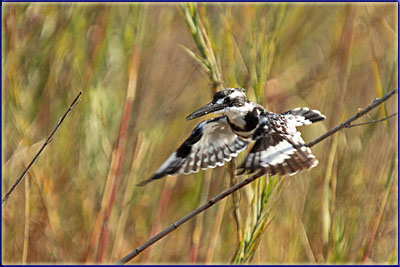 Pied Kingfisher