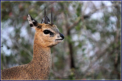 Klipspringer Portrait