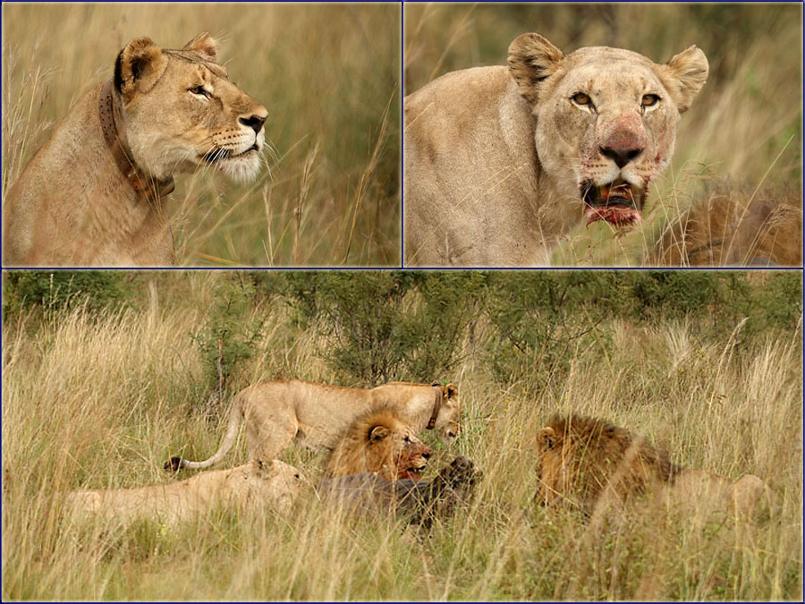 Lion On A Kill At Pilanesberg