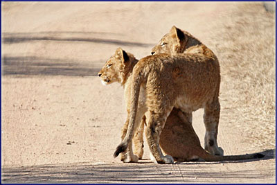 Lion Cubs