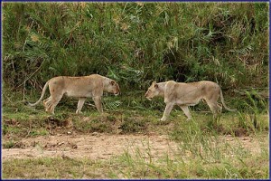 Lionesses On Sontuli Loop