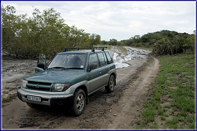 Mangroves In Mozambique