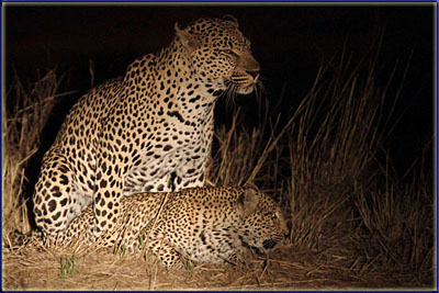 Mating Leopards