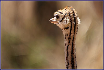 Ostrich Chick