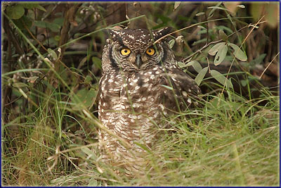 Spotted Eagle Owl On The Ground
