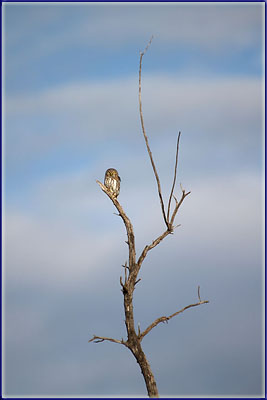 A Pearl Spotted Owlet
