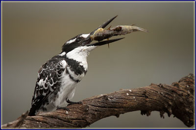 A Pied Kingfisher Feeding