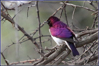 Plum Coloured Starling