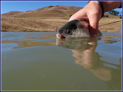 Releasing A Rainbow Trout