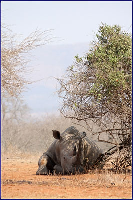 A Resting Rhino