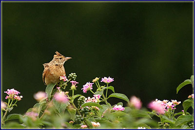 Rufous Naped Lark