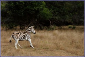 Running Zebra