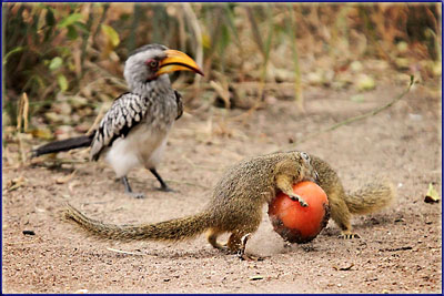Squirrels Fighting Over A Tomato