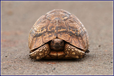 Tortoise In Mkhuze
