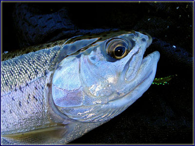 An Uitzicht Rainbow