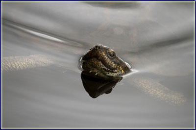 A Turtle At Mankwe Hide