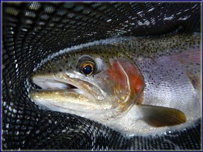 A Netted Rainbow Trout