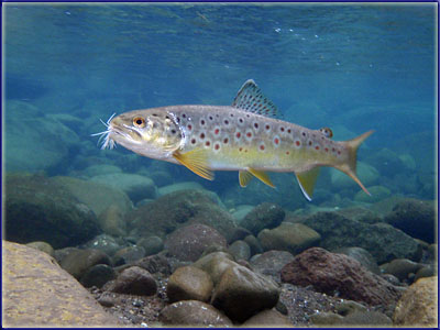 An Underwater Brown Trout