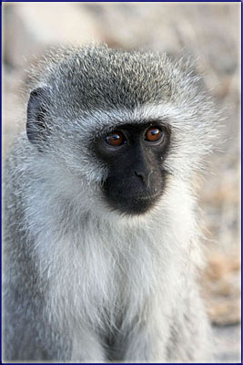 Vervet Monkey