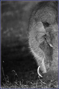 Warthog Portrait