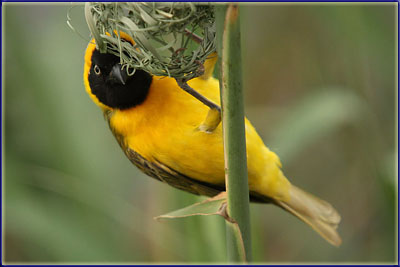 Weaver Building His Nest