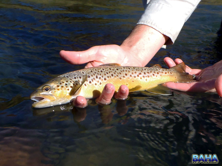 Wild brown trout