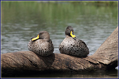 Yellow Billed Ducks