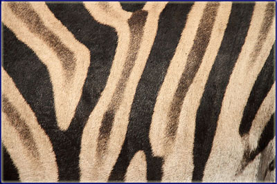 Zebra Stripes