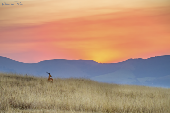 Impala Sunset - Testing new processing methods