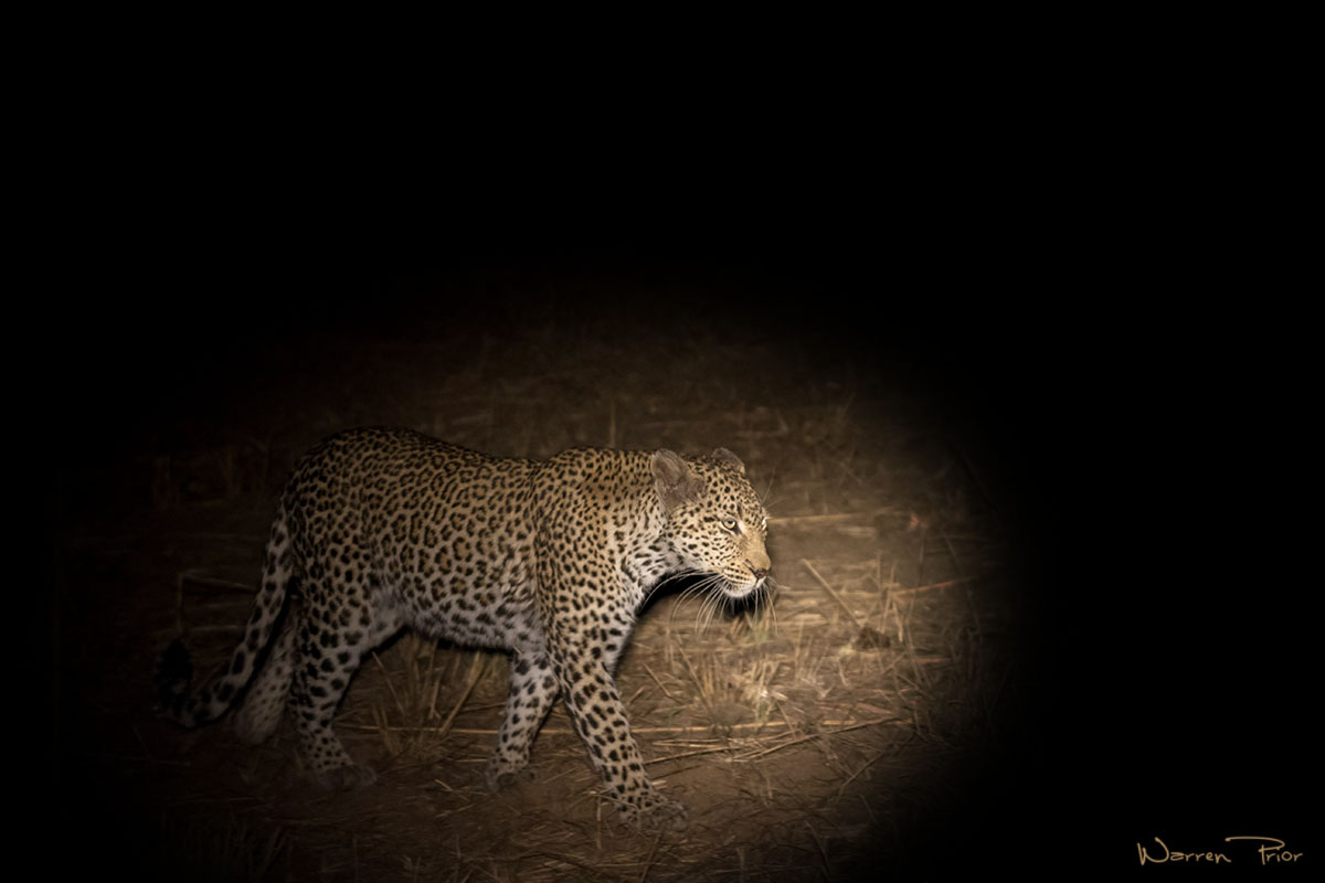 A leopard at night
