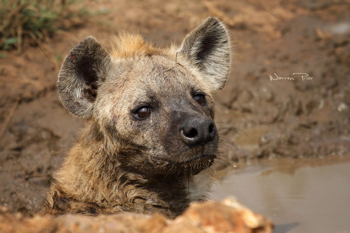 A hyena cooling off in a puddle
