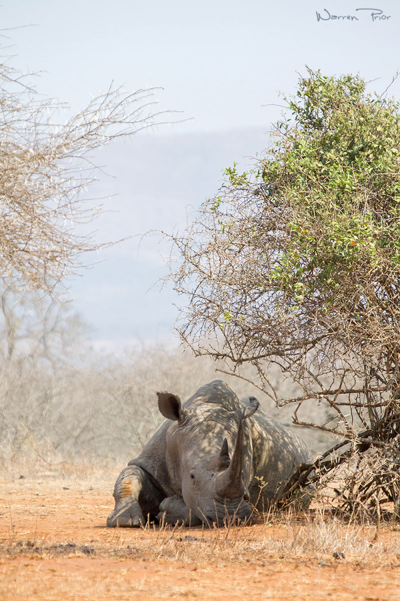 A rhino resting in the heat of the day