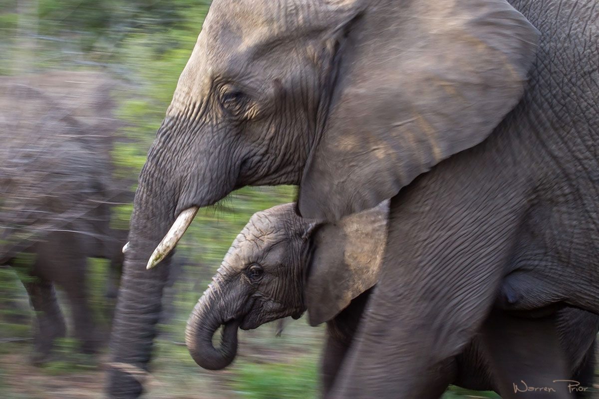 I tried to capture the motion of this elephant calf and her mother as they moved through the bush. Despite their impressive size it's amazing how quickly and silently these creatures can move.
