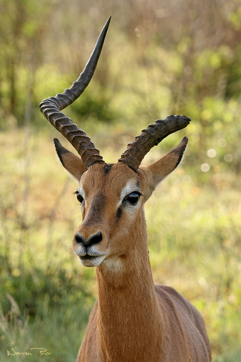 Wounded impala