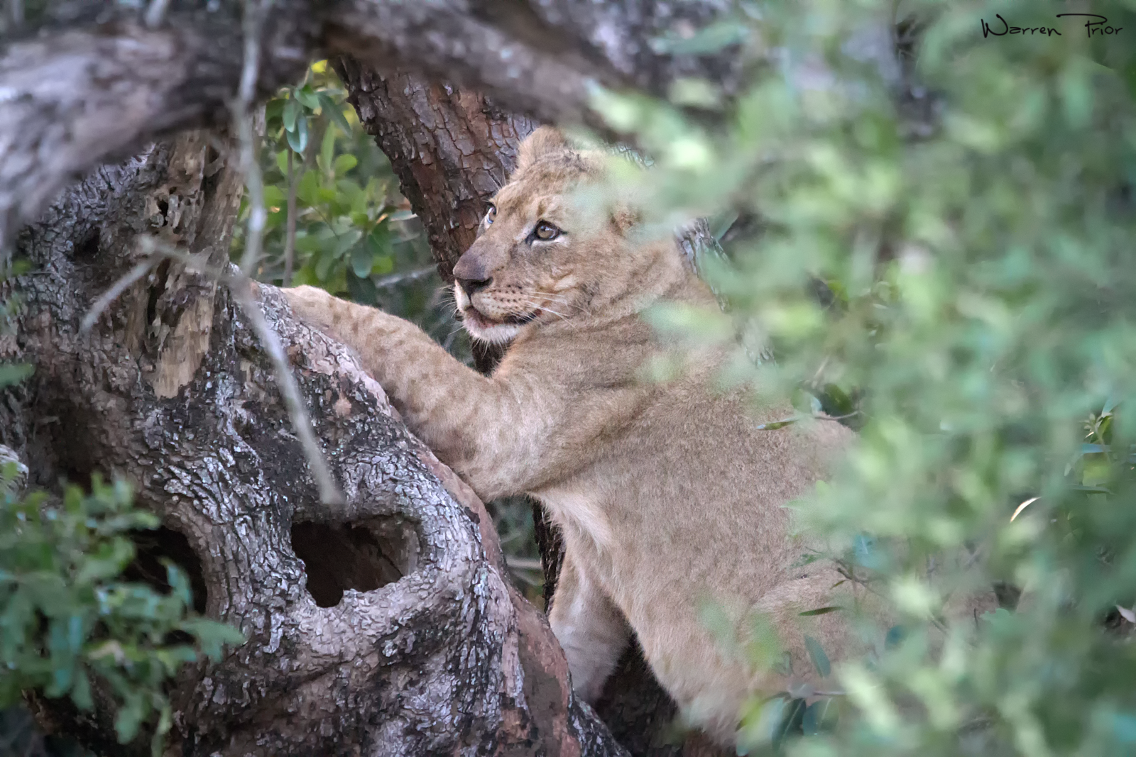 A lion cub climbing a tree