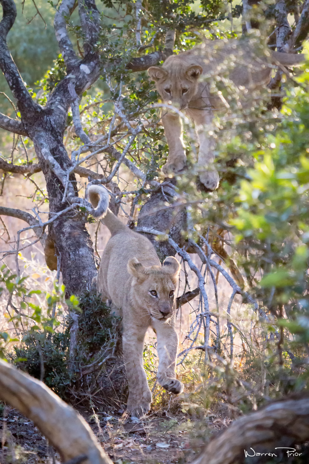 Lion cubs playing in a tree