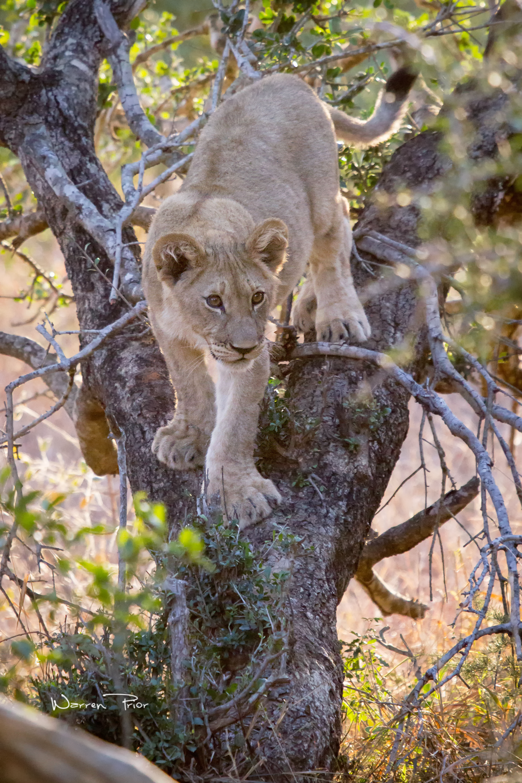 A young lion cub climbing down a tree