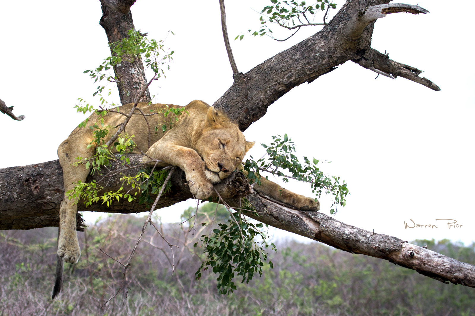 This photo of a lioness was taken at iMfolozi, one of the few parks where lions climb trees