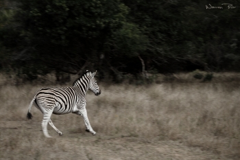 This photo of a zebra was taken on foot at a small private reserve in Kzn. I used a slightly longer exposure to try and capture the motion of these animals in flight.