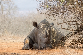 A rhino resting in the heat of the day