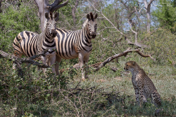 It's amazing how animals instinctively understand when there's danger.