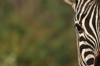 Zebra portrait