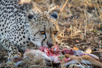 A cheetah on a kill at Phinda