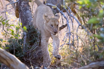 Lion cubs playing in a tree