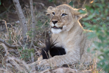 A lion cub proudly looking after a wildebeest tail