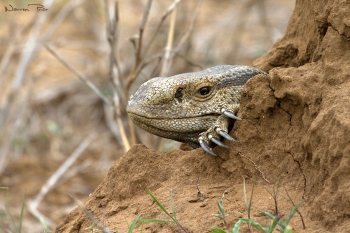 Rock monitor