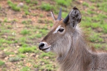 A young waterbuck